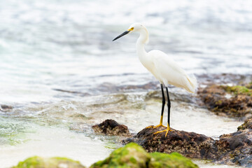 A beautiful white heron bird stands on the rocks on the Caribbean coast of the Dominican Republic.
