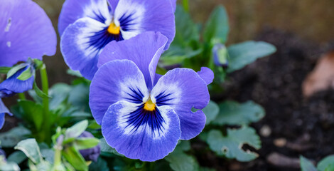 close up of a beautiful winter blue flowering Pansy © Martin