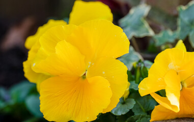 close up of a beautiful yellow garden pansy © Martin