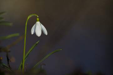 Fototapeta premium Blooming spring snowdrops in the forest in golden hour