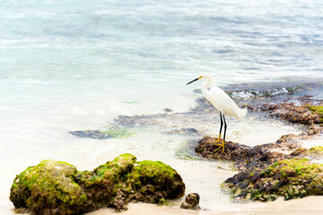 A beautiful white heron bird stands on the rocks on the Caribbean coast of the Dominican Republic.