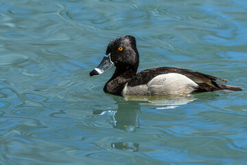 Ringnecked Duck