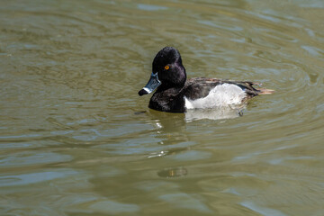 Ring-necked duck (Aythya collaris)