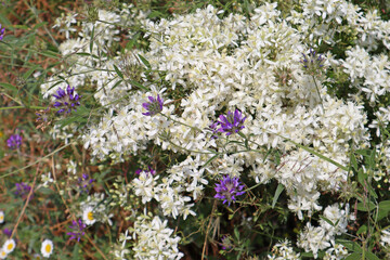 Picturesque wild flowers with white and lilac color on the field on a sunny summer day, floral background