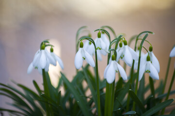 Obraz premium Blooming spring snowdrops in the forest in golden hour