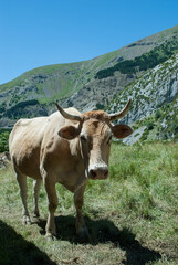 Cow grazing in the meadow