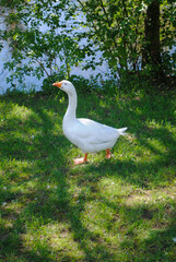 Duck on green grass near the river