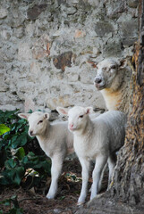 Family of sheep hidden behind a tree