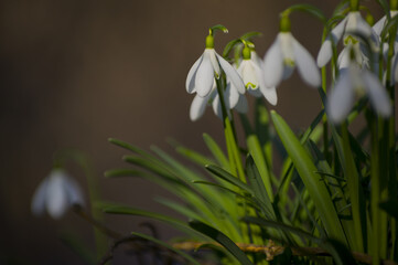 Obraz premium Blooming spring snowdrops in the forest in golden hour