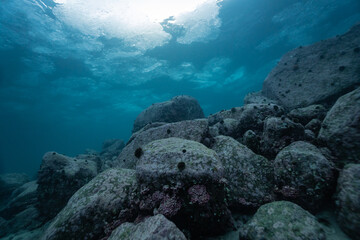 Fototapeta premium A rocky reef by the norwegian shoreline, underwater shot with surface in background