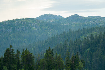 Pine covered hillsides in the Norwegian highlands, trees in foreground