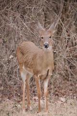 deer in the woods