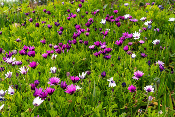 Obraz na płótnie Canvas Close up photo of purple african daisy. 0steospermum as a background.