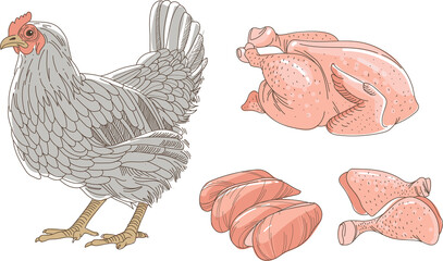 Hen, chicken sketch. Fresh raw chicken and chicken parts isolated on white background. Breast fillet legs. © Zubada
