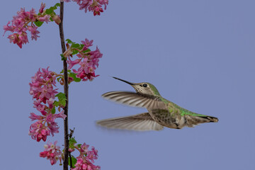 hummingbird and flower