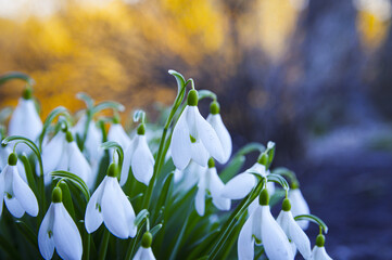 Close-up of fresh snowdrops, galanthus nivalis, first spring flowers blooming in the forest in golden hour. Wildflowers blossom in the morning or evening sunlight. Easter topic, spring symbol