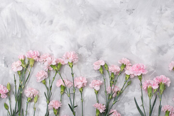 loose pink carnations scattered on cement background, spring holidays, valentine