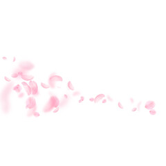 Sakura petals falling down. Romantic pink flowers comet. Flying petals on white square background. Love, romance concept. Positive wedding invitation.
