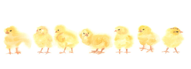 Fluffy yellow chickens watercolor spring for easter cards