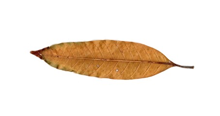 dry leaf isolated on white background	