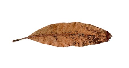 dry leaf isolated on white background	