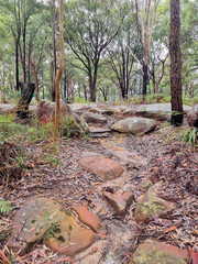 Australian bush walking track in the rain surrounded by eucalypt forest