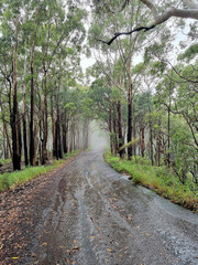 Australian bush walking track in the rain and mist surrounded by eucalypt forest