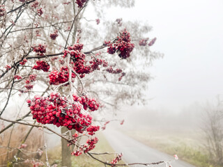 Red Rowanberry covered with frost early winter