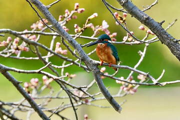 kingfisher in the forest