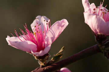 fiori di pesco sugli alberi primavera