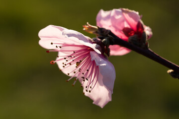 fiori di pesco sugli alberi primavera