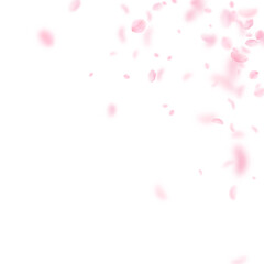 Fototapeta na wymiar Sakura petals falling down. Romantic pink flowers corner. Flying petals on white square background. Love, romance concept. Classic wedding invitation.