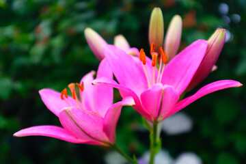 Two vivid pink lily flowers on a blurred background of green foliage, selective focus. Macro brown-orange stamens. Floral background. Picture for post, screensaver, wallpaper, postcard