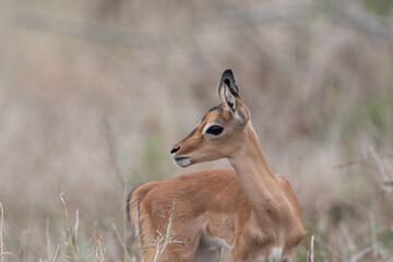 Baby impala
