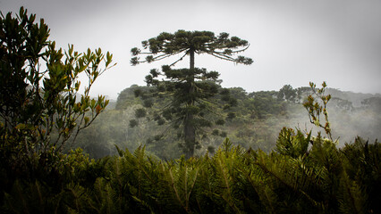 forest landscape brazil