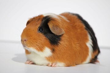 Fototapeta premium guinea pig