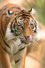 portrait of a tiger