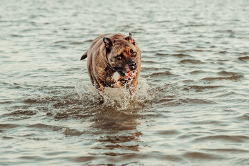 A brindle bulldog/staffy cross dog running in water at the beach at Sunset 