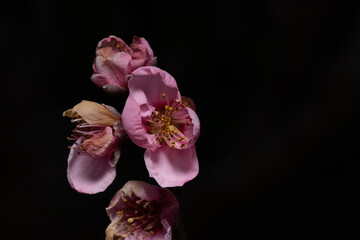 fiori rosa su ramo su fondo scuro sbocciano in primavera