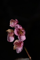 Fototapeta na wymiar fiori rosa su ramo su fondo scuro
