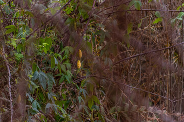 Naklejka na ściany i meble Maracuyas maduros rodeado de hojas verdes