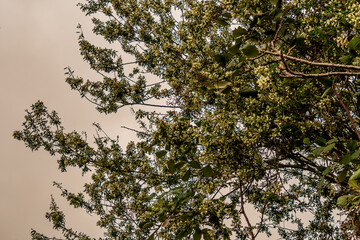 Árbol con hojas verdes y flor blanca