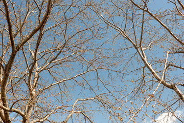 Crown of cherry tree (Cerasus) just before blooming in Japan in spring