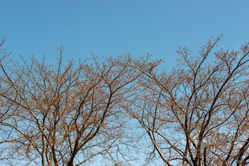 Crown of cherry tree (Cerasus) just before blooming in Japan in spring