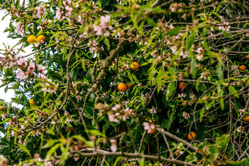 Naranja en el árbol con flor