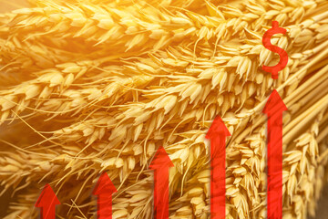 Graphs of rising grain prices against background of wheat. Increase in price of wheat seedsongraph with dollar sign. Concept of reduction of production, shortage of grain crops, increase prices