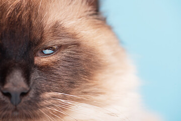 Beautiful Siberian fluffy cat on a blue background. The young cat is purebred. Part of the snout.