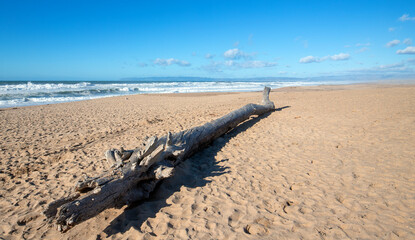 Driftwood log on Guadalupe sandy dune beach between Pacific ocean and the Santa Maria river at the...