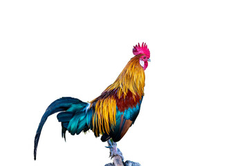 beautiful rooster isolated on white background