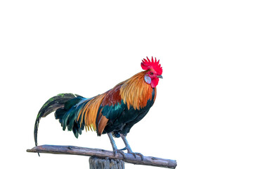  beautiful rooster isolated on white background